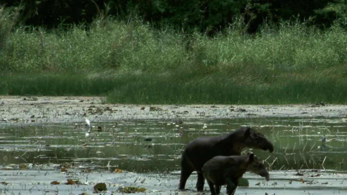 Captura de pantalla 2024-04-27 a la(s) 12.25.31