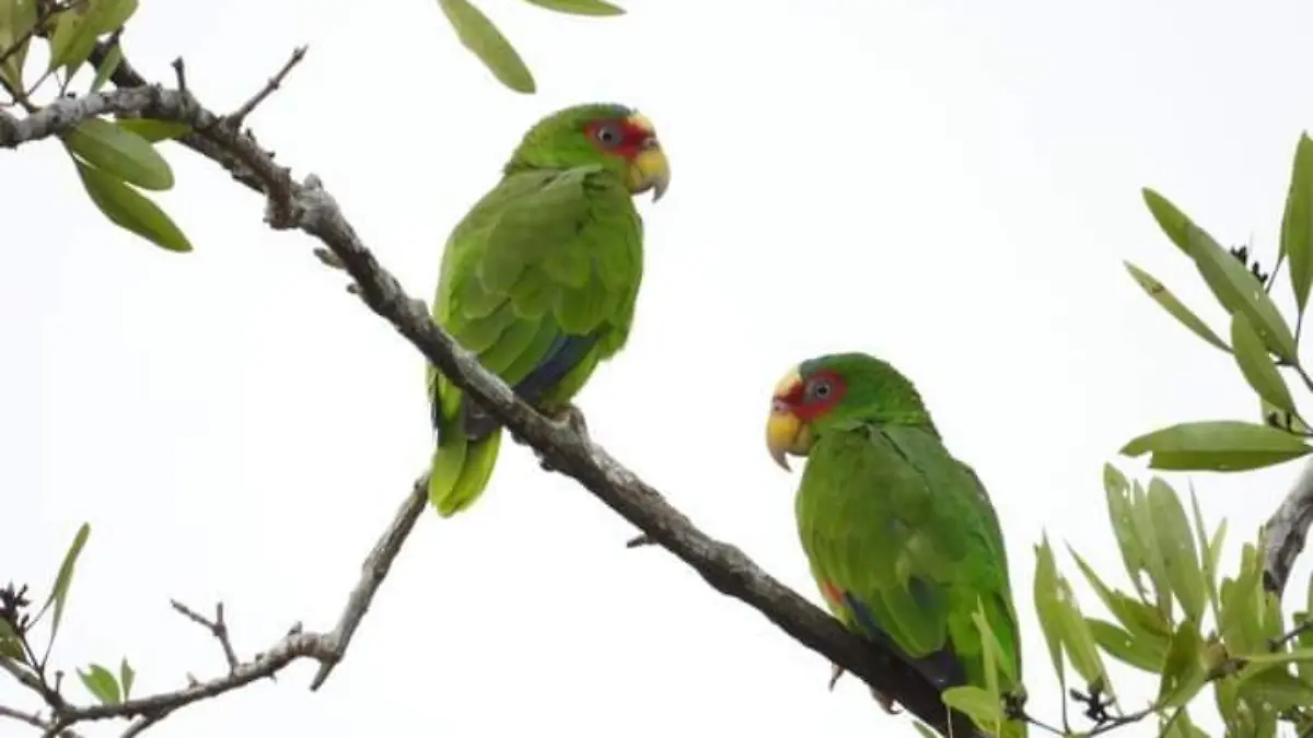 FB_IMG_1724960373520