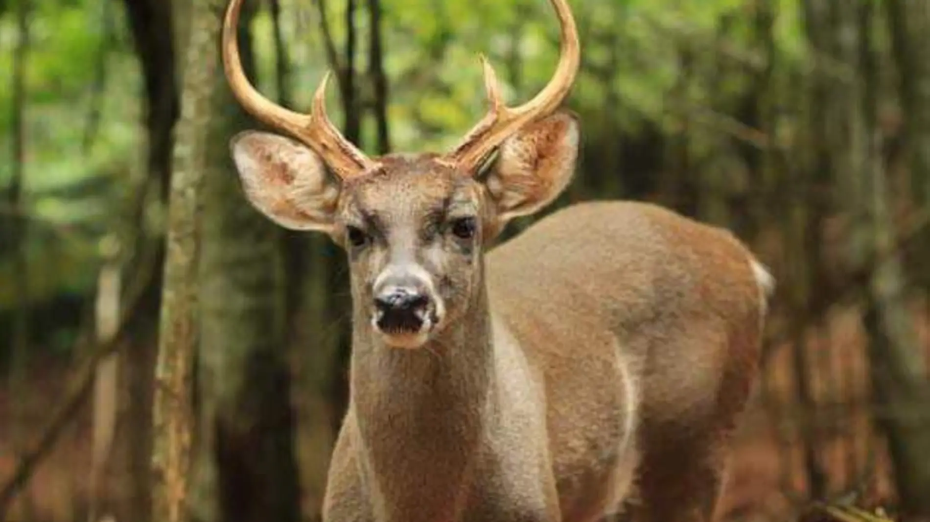 venado