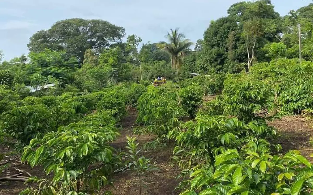 área reforestada en la costa de Chiapas