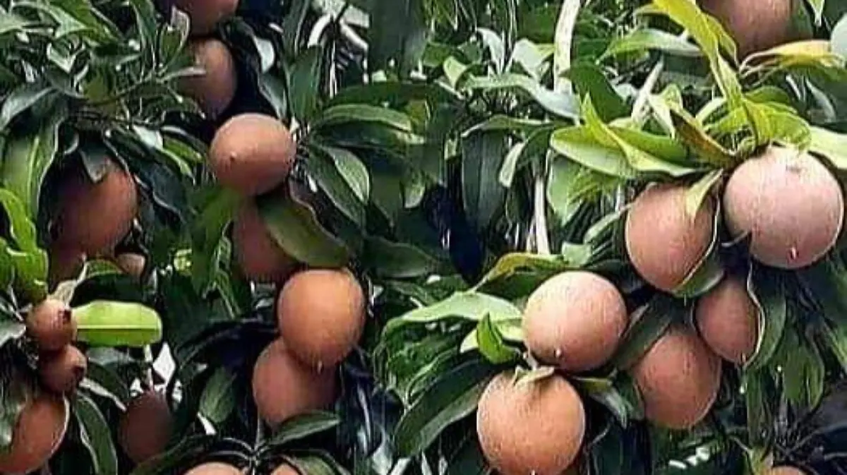 árbol de chicozapote