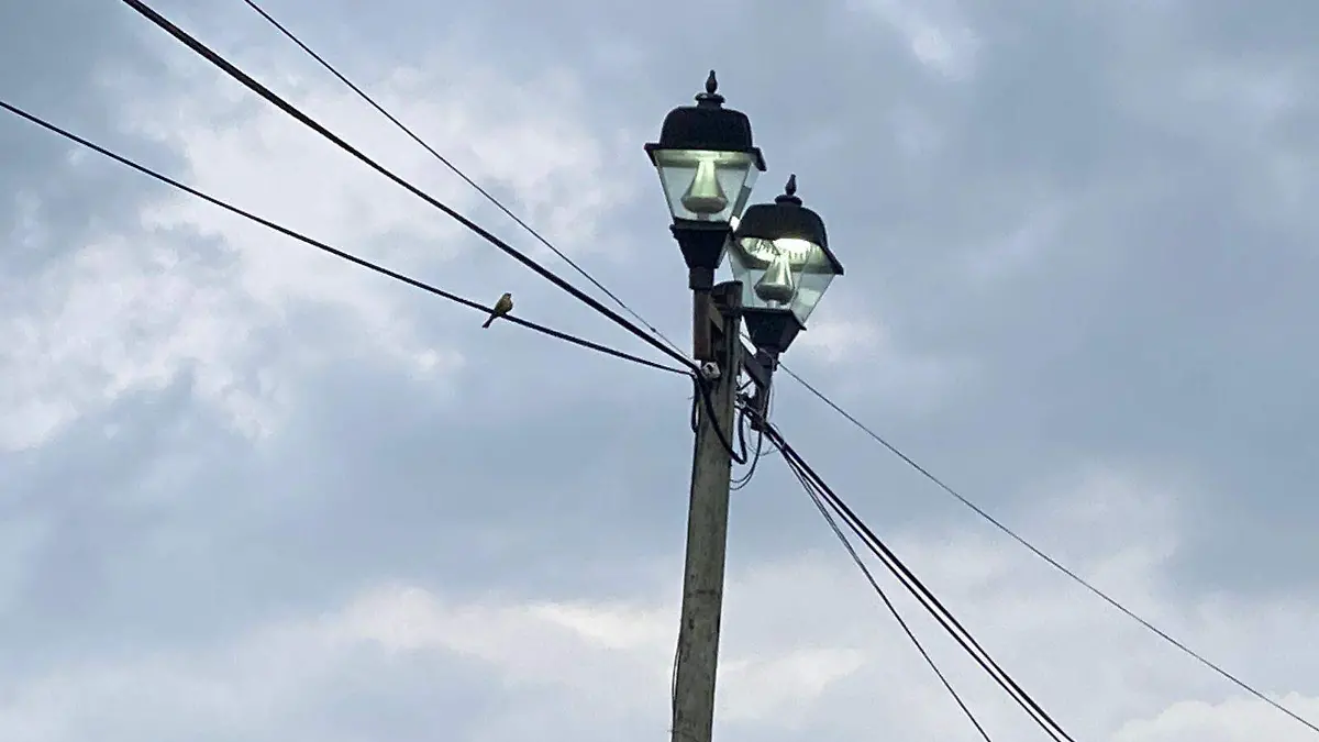 luz portada tx chico