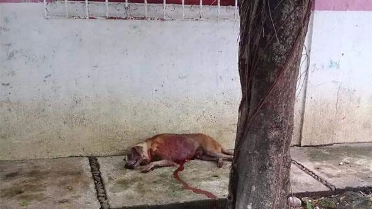 Perros-exAlcaldeHuixtla