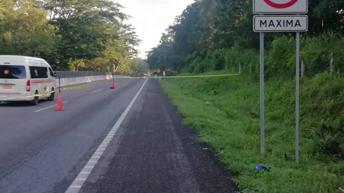 carretera atropellada