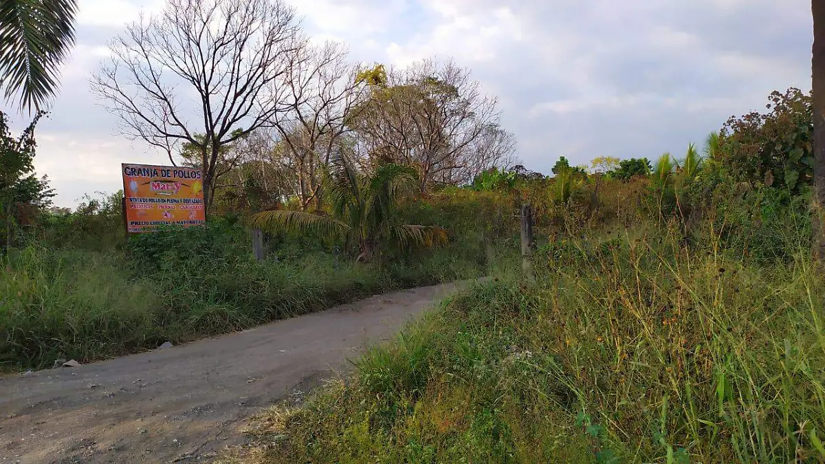 granja de pollos