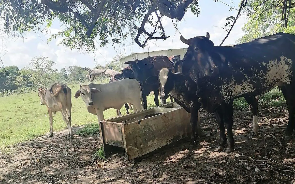 vacas