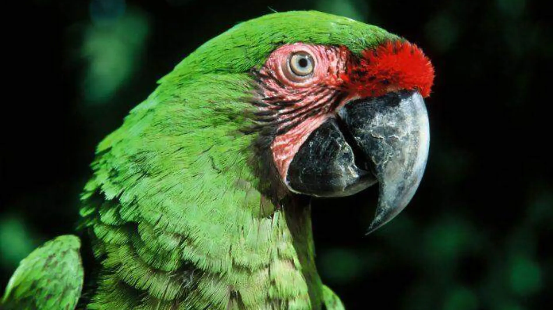 Guacamaya