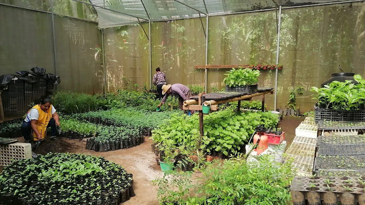 plantas2