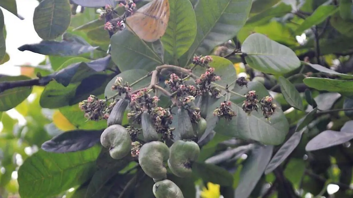 productores de marañon