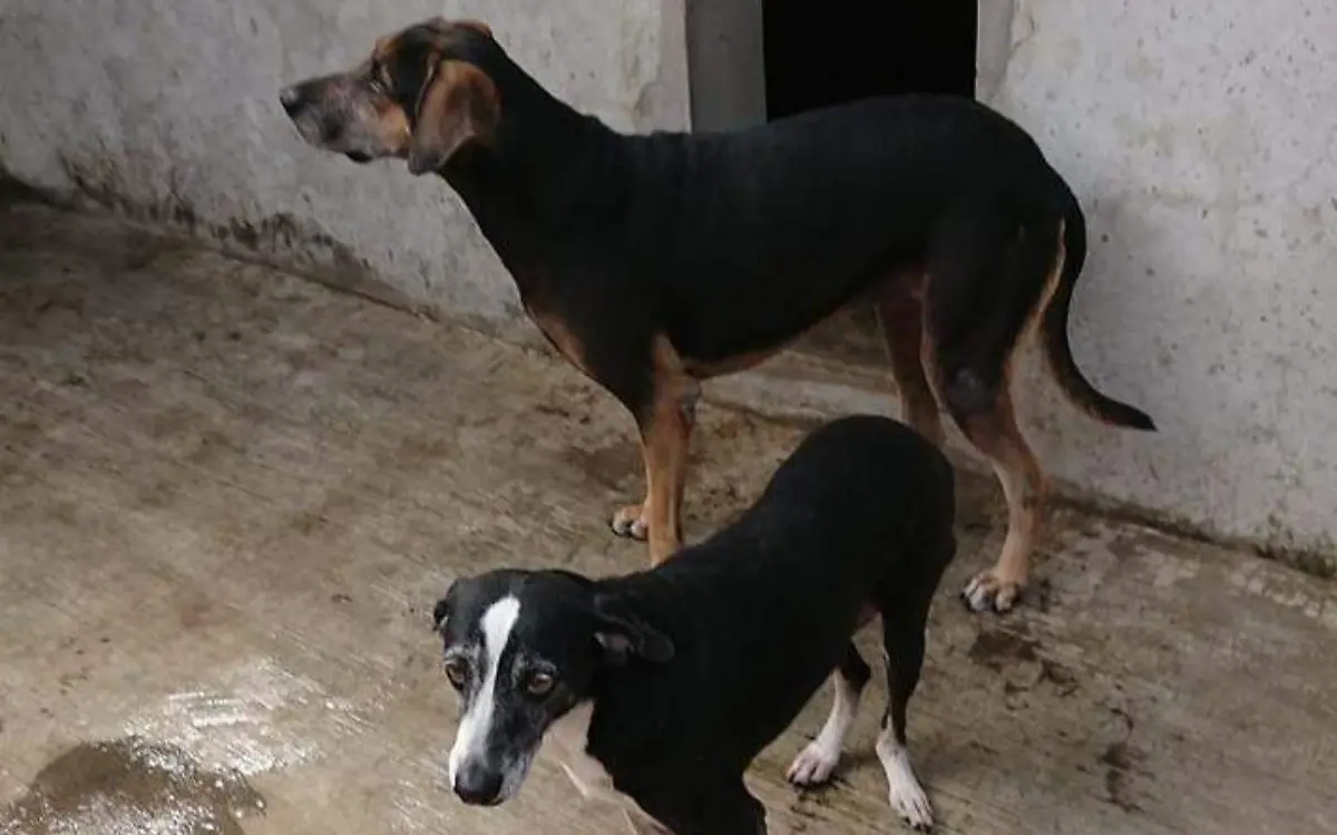 perros