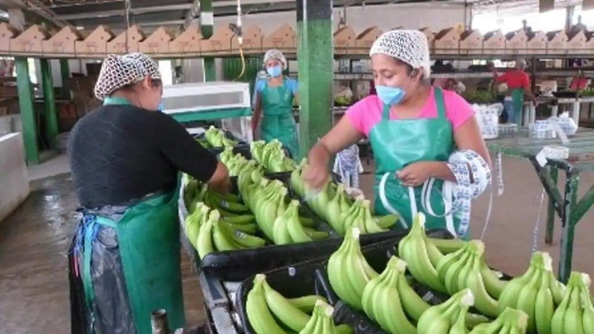 platanos 1