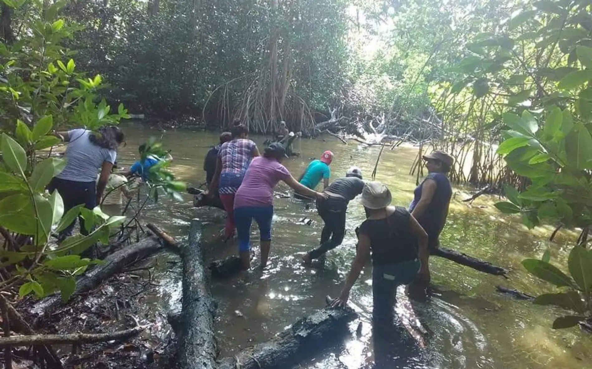 manglar