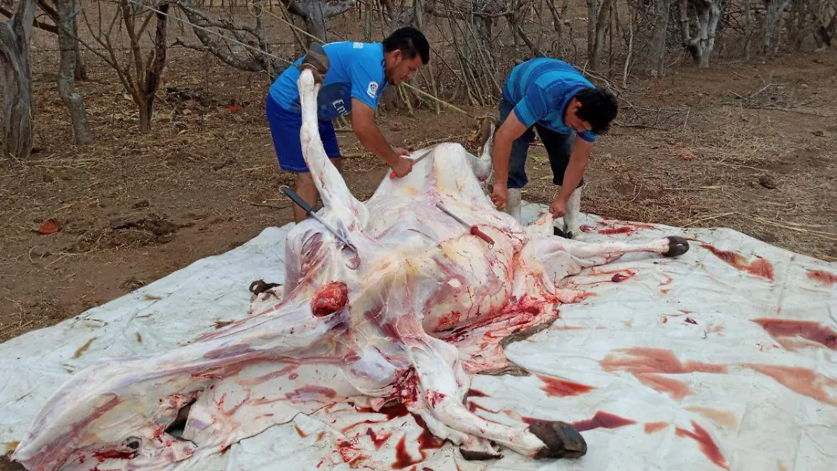 carne3