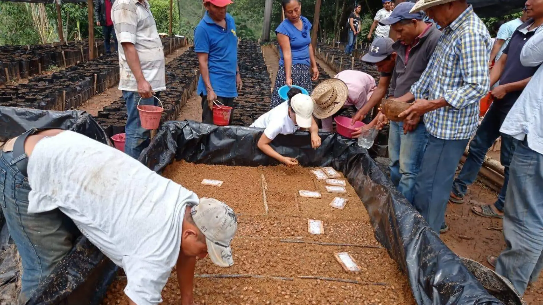 cacao