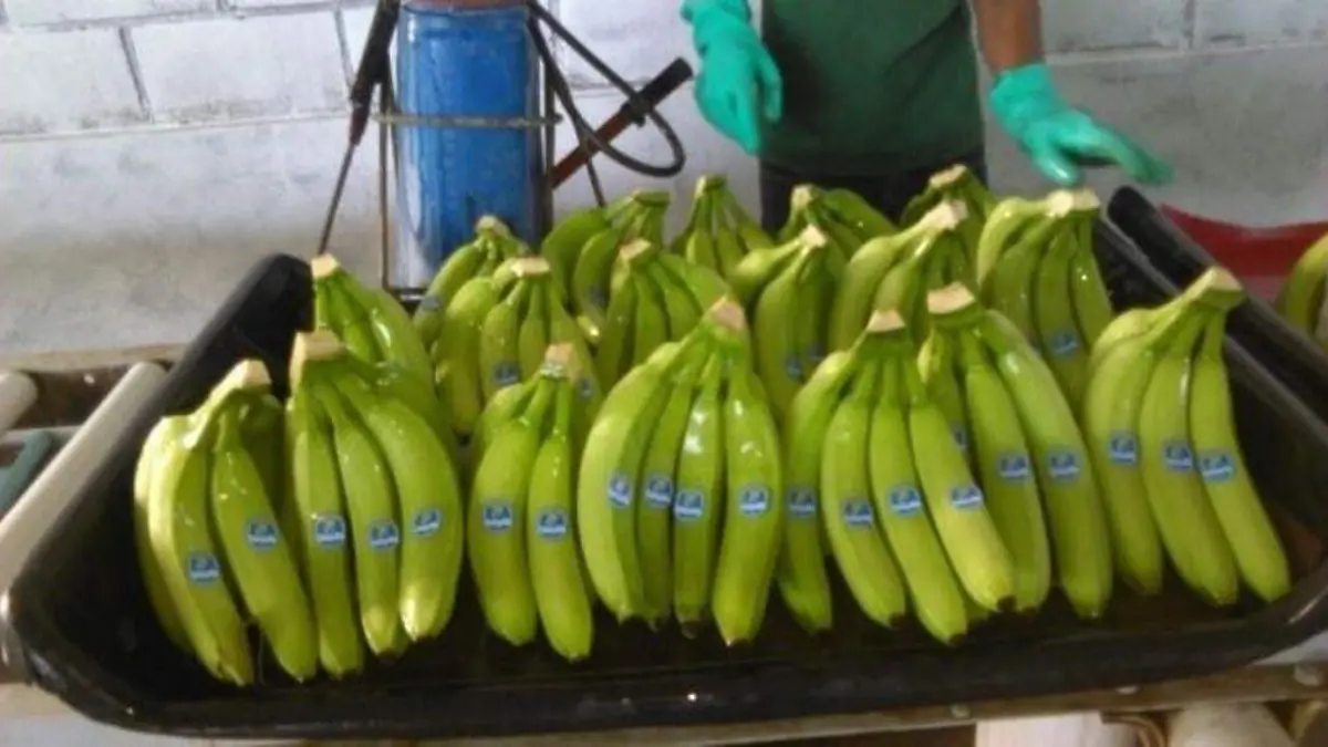 platano
