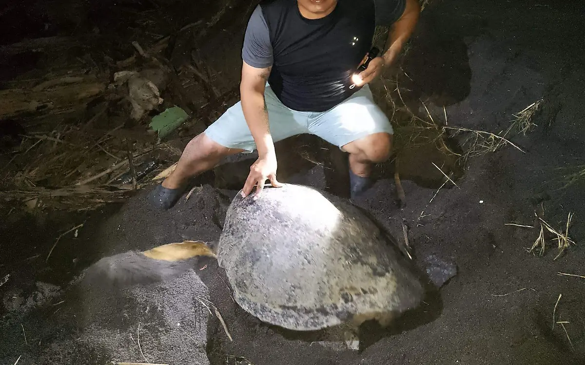 tortuga1
