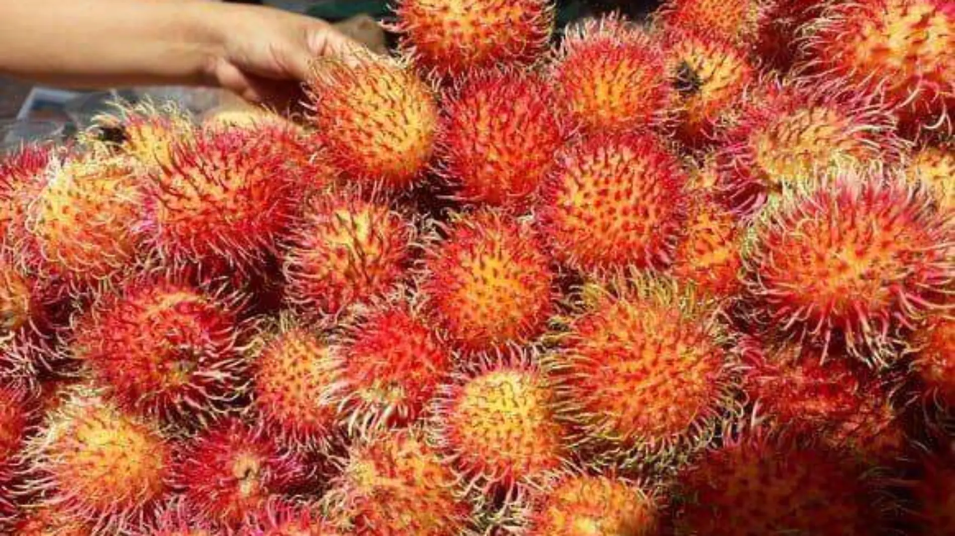 rambutan3