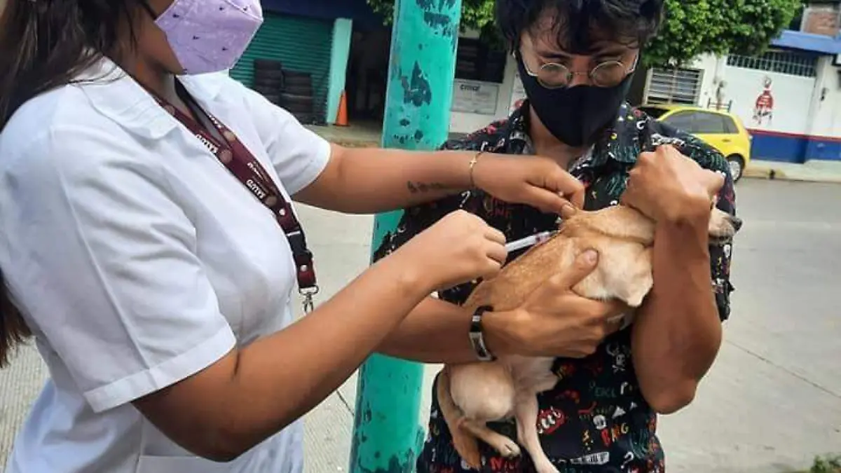 vacunas antirrabicas 1