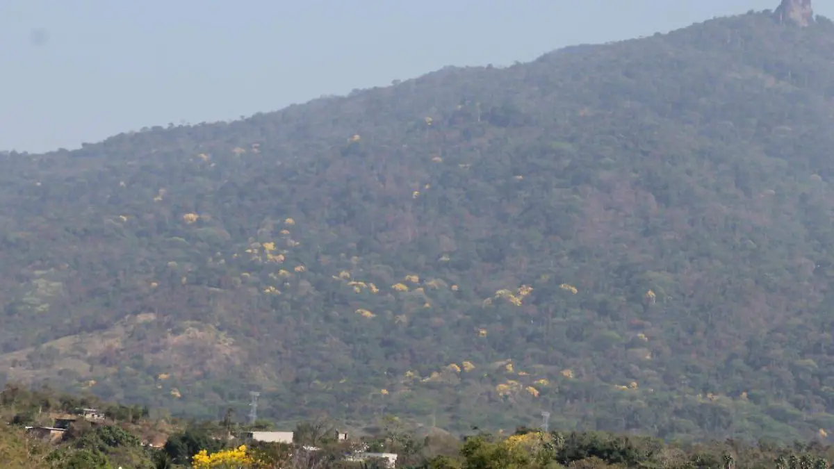 árbol de primavera2