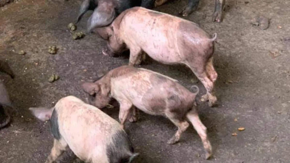 cerdo1
