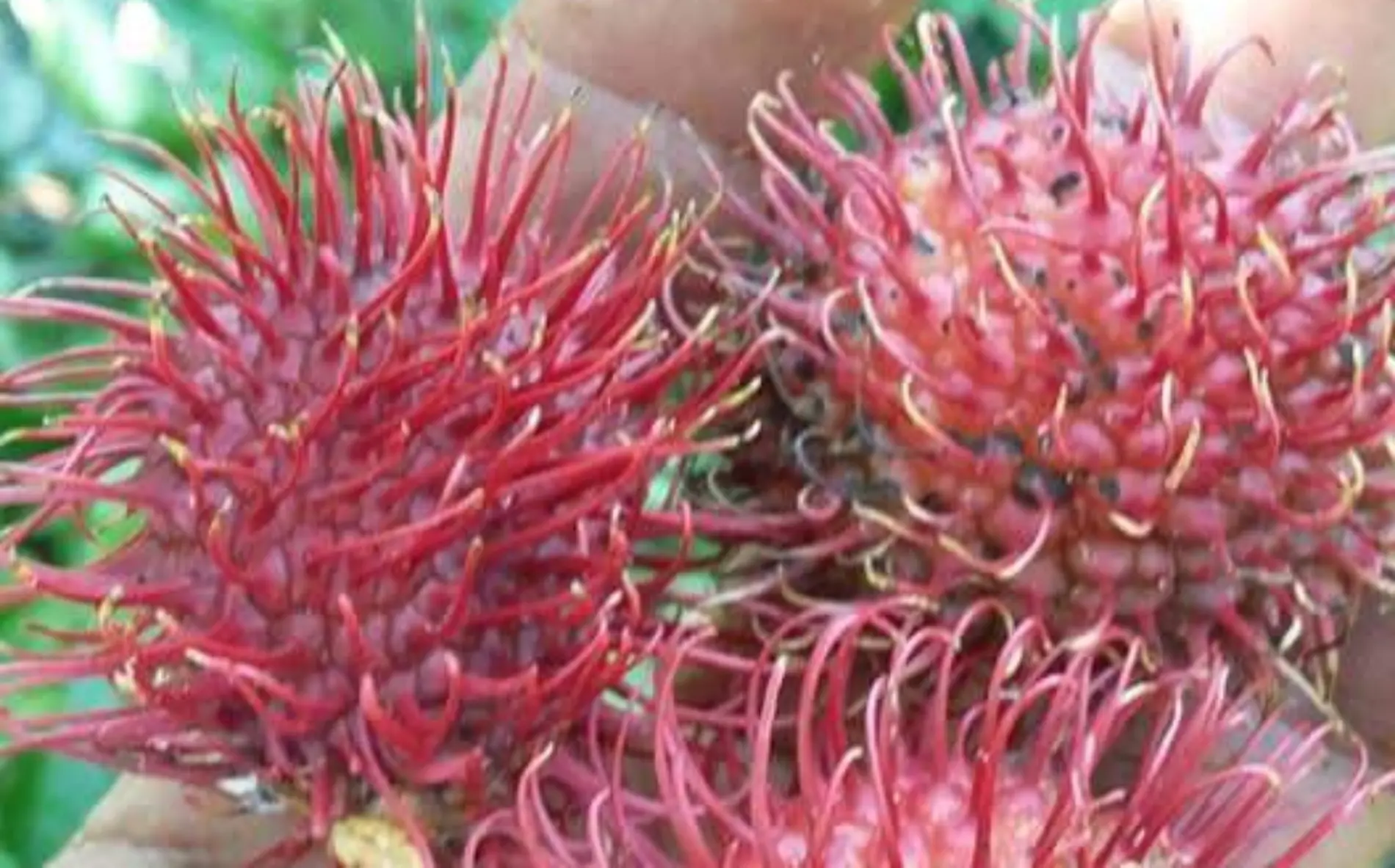 rambutan