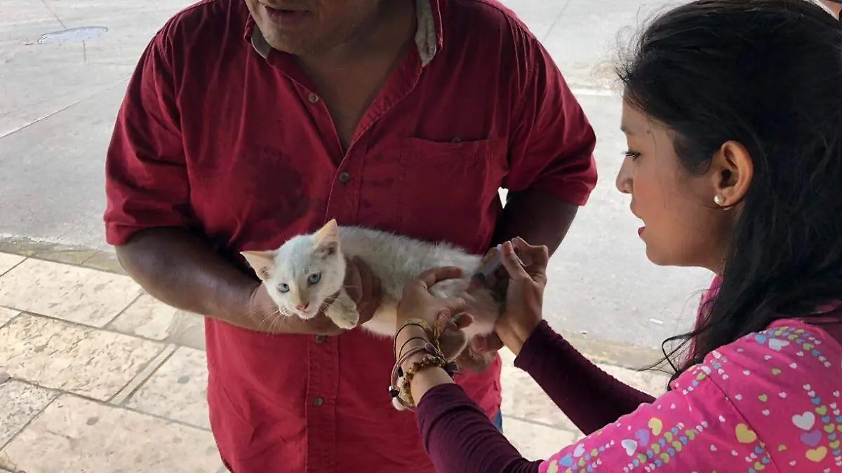 vacunación mascotas perros gatos