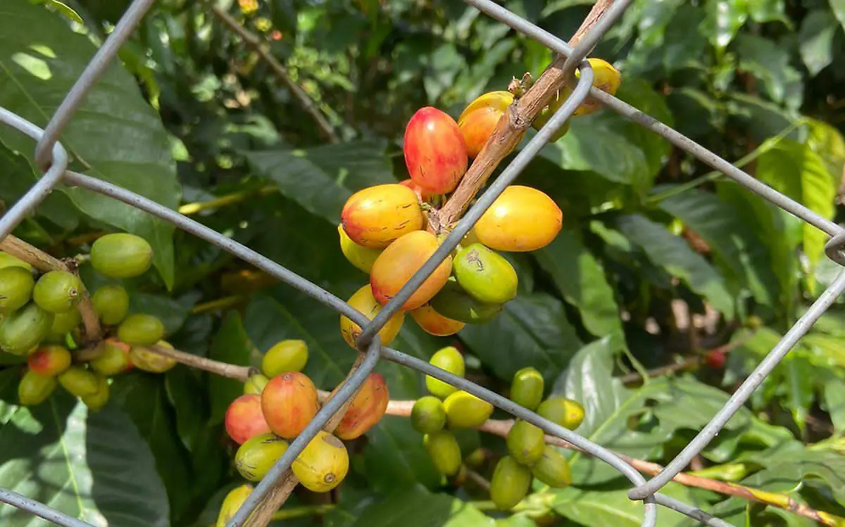 WhatsApp Image 2021-12-10 at 11.11.12 AM