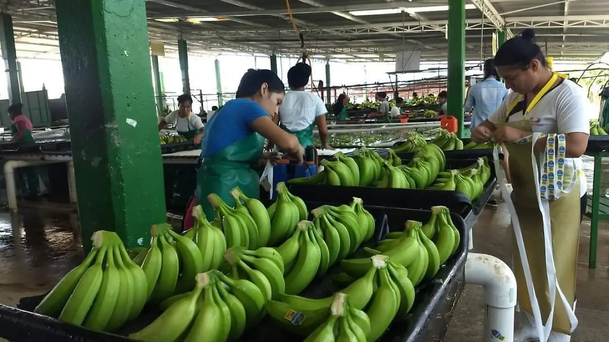 platano