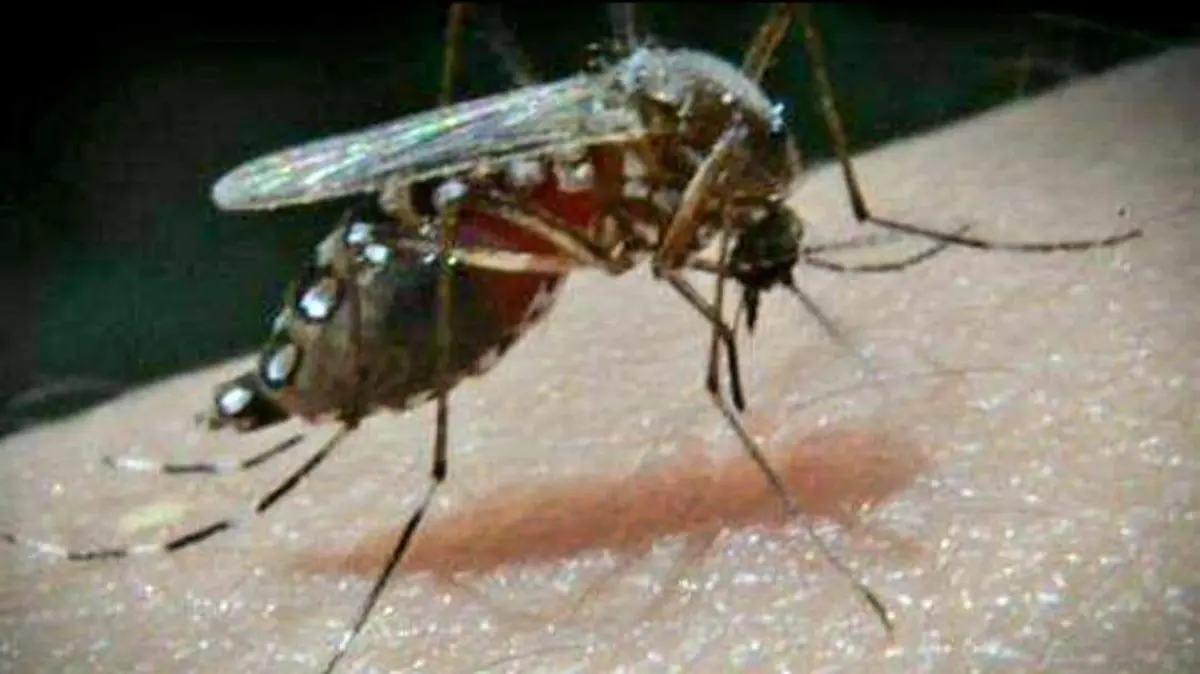 dengue