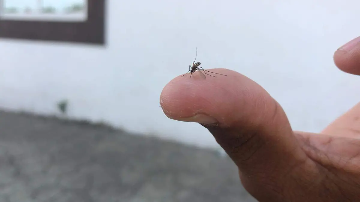 mosquito