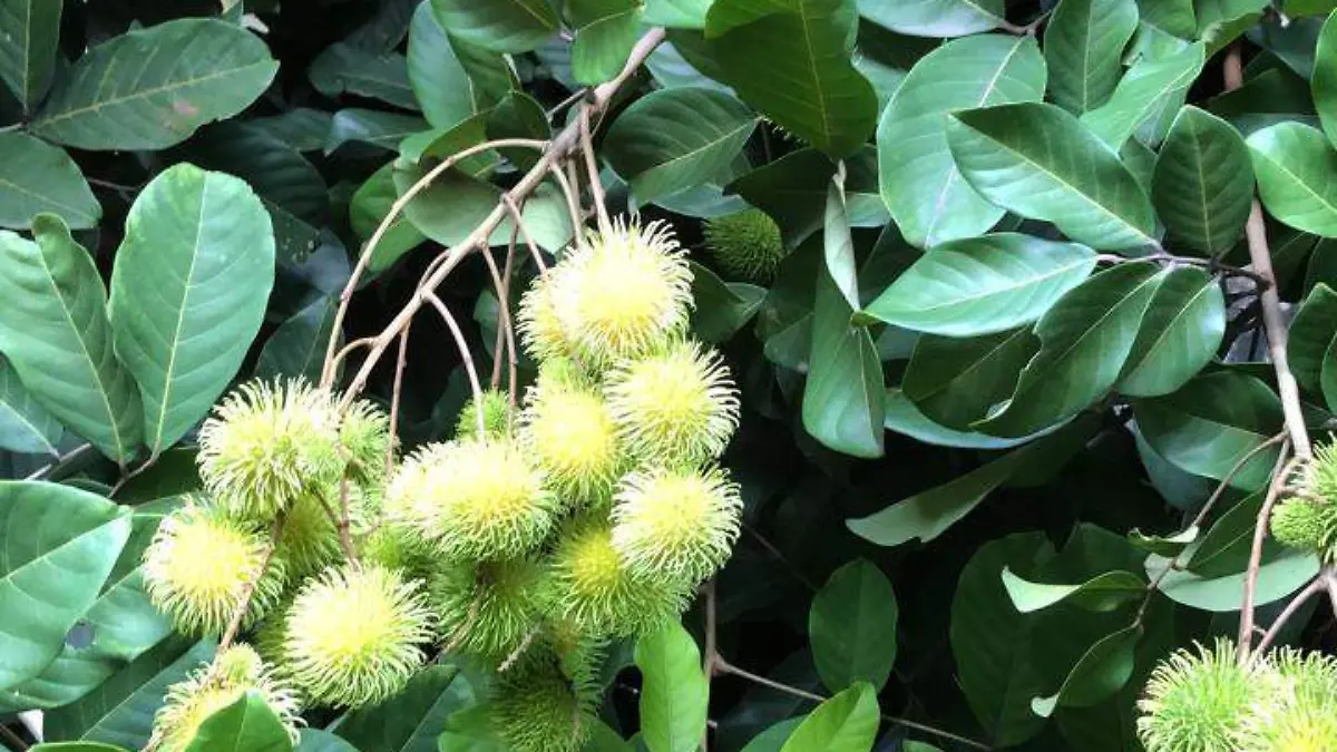 rambutan 1