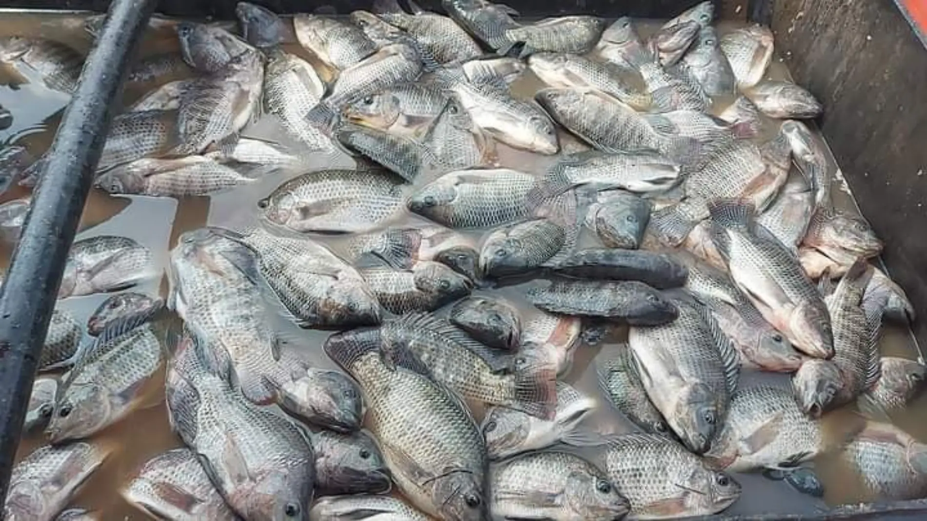 tilapia