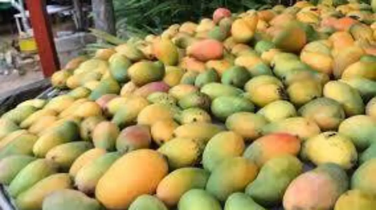 mango2