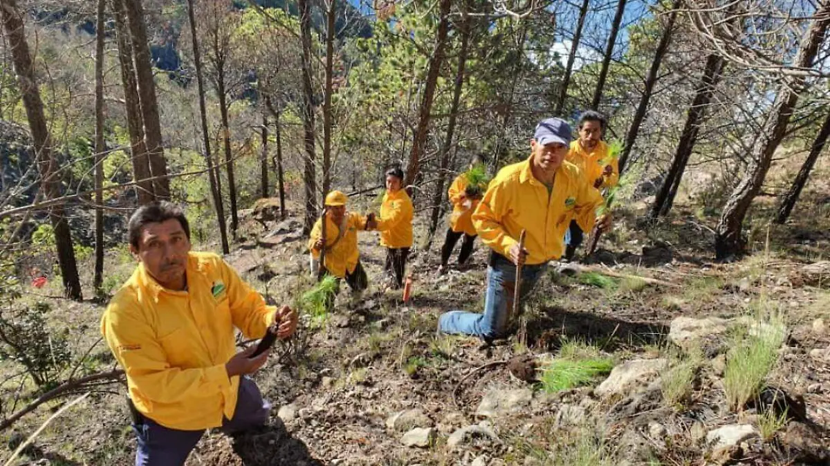 reforestar