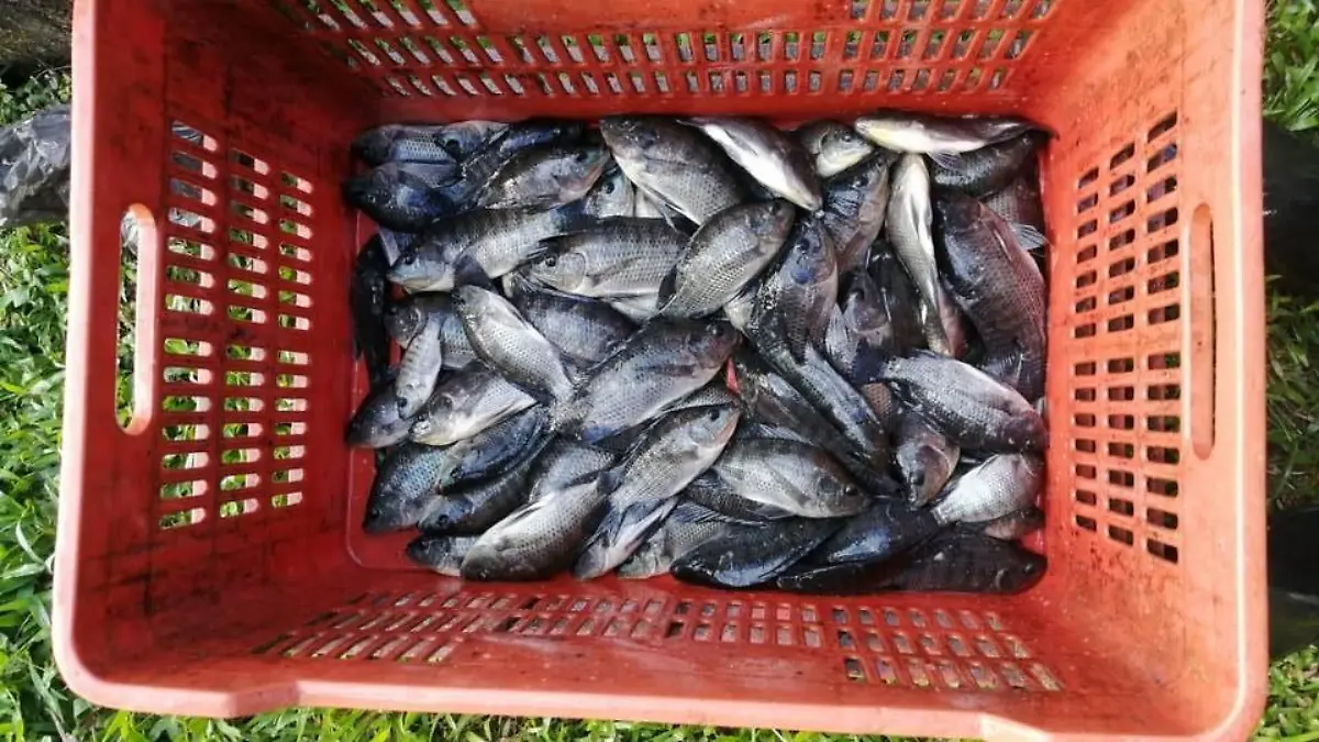 tilapia2
