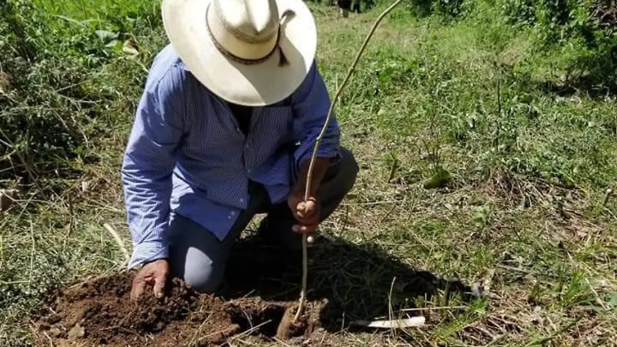 campo