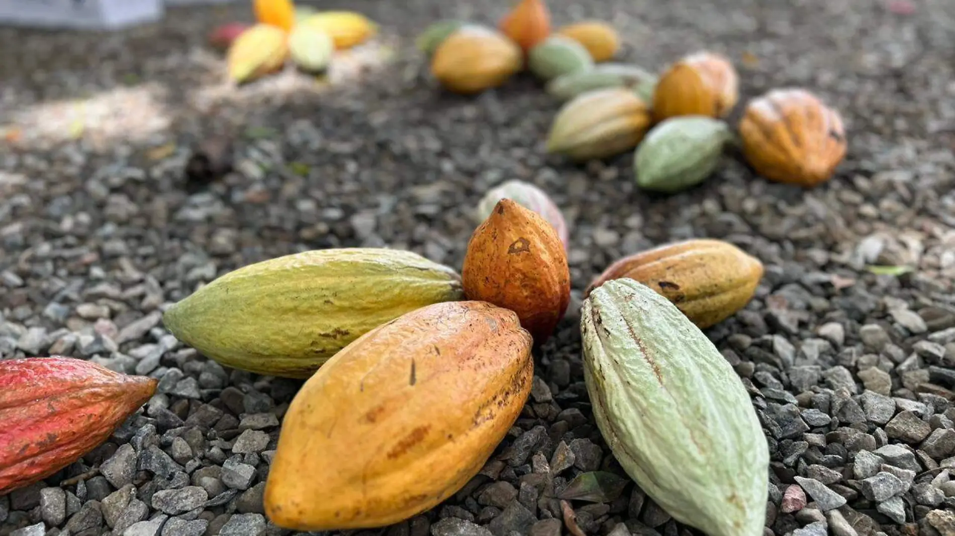 cacao