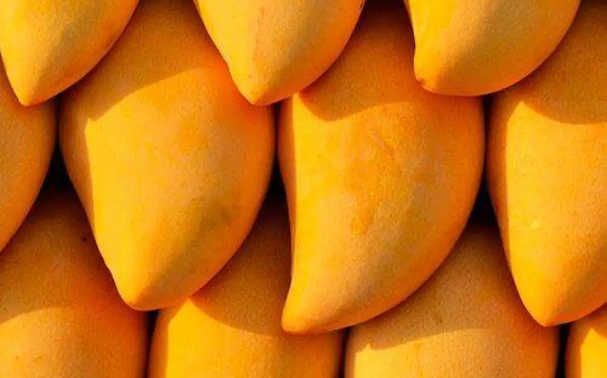 WhatsApp Image 2021-12-06 at 10.58.48 AM