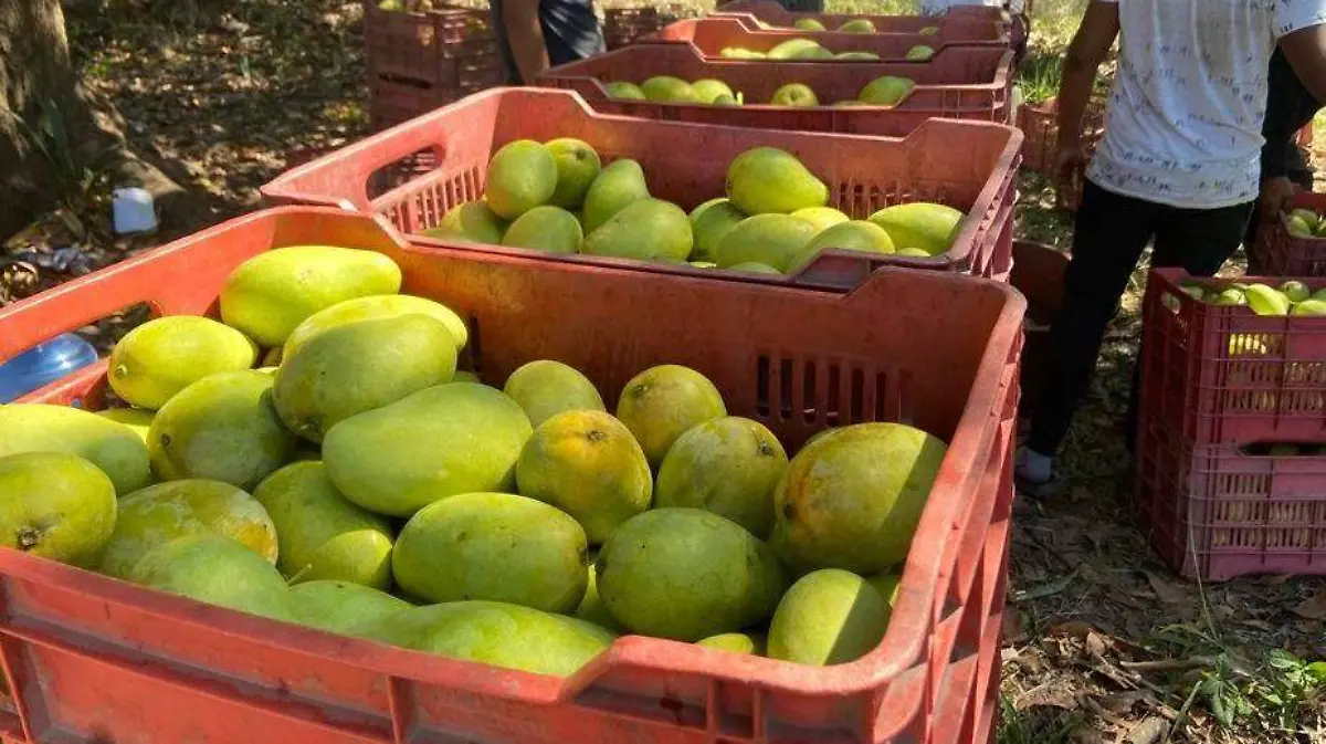 mango ataulfon 4 (1)