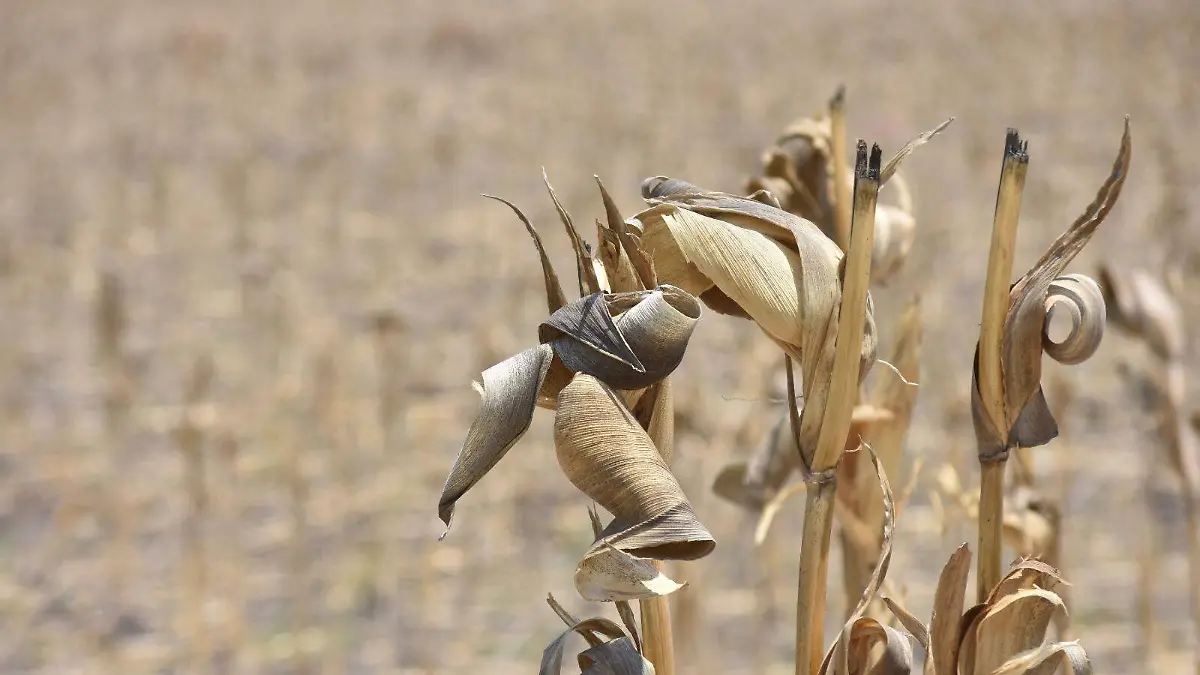 Rax Qij Siembra del maíz