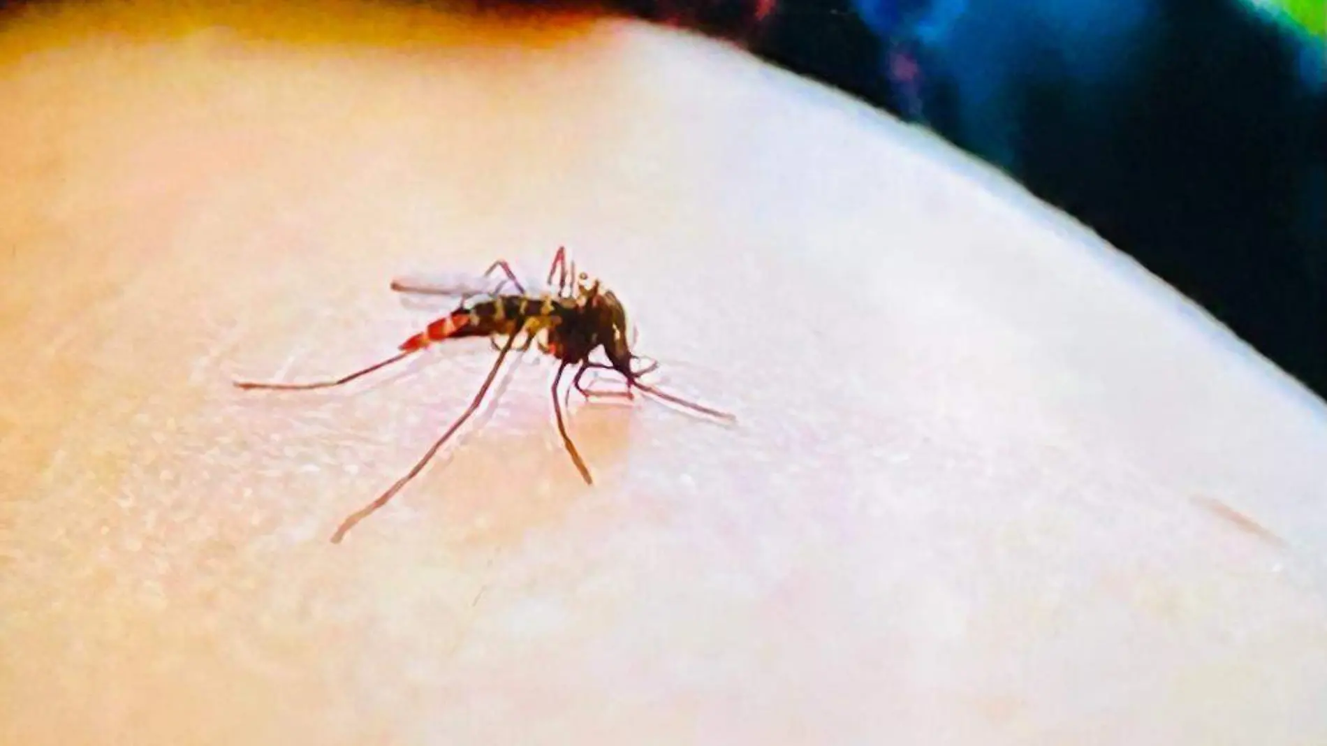 dengue