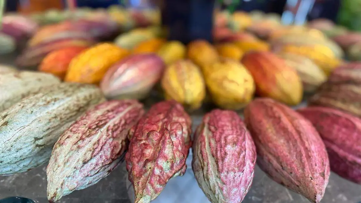 cacao2