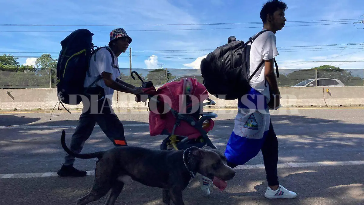 perro es tendencia viaja en caravana 1 (1)