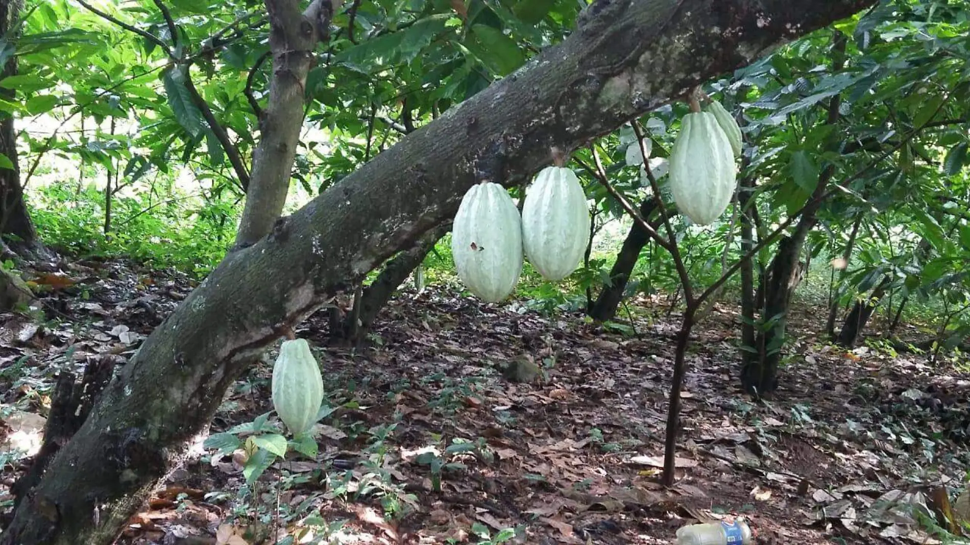 cacao