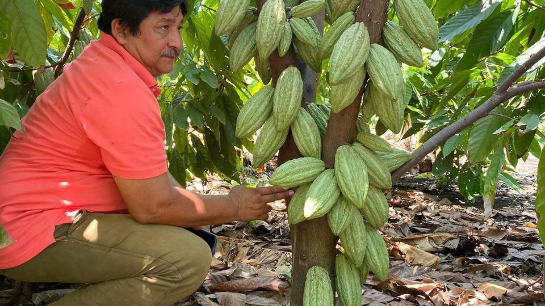 cacao