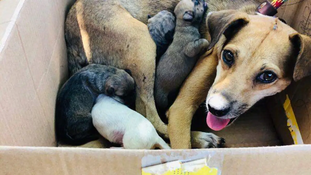 perrita callejera explota 1
