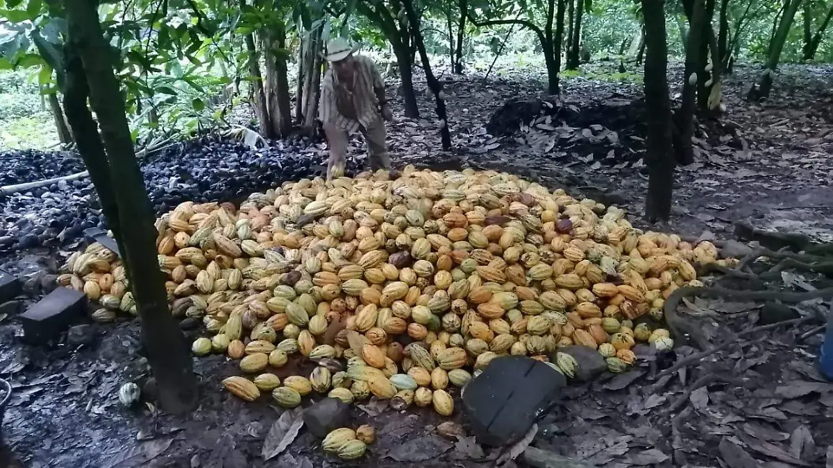 cacao 3