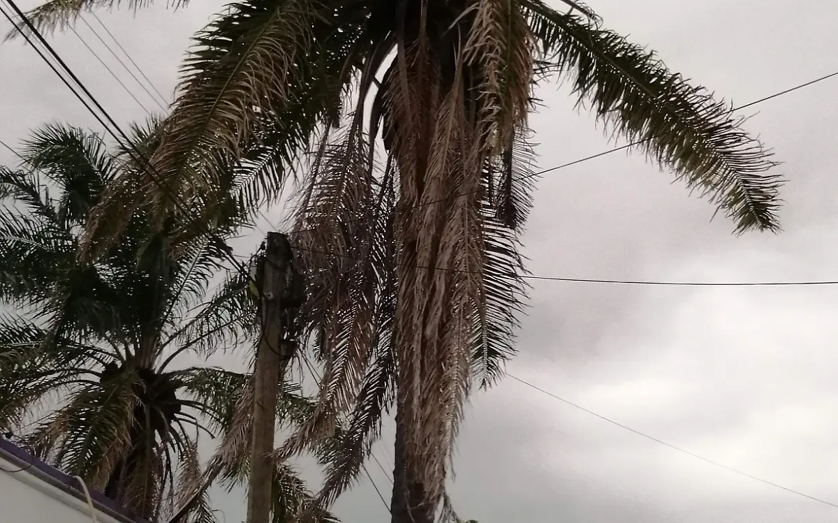 palmera (5)