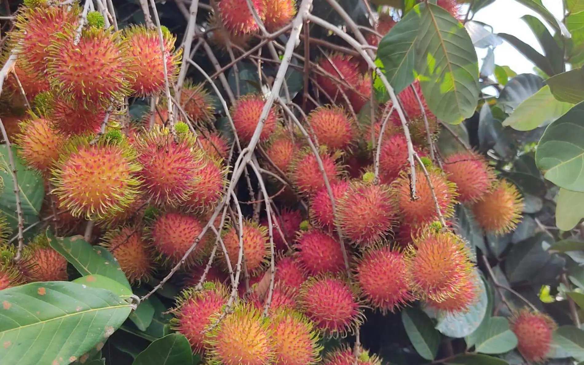 rambutan3