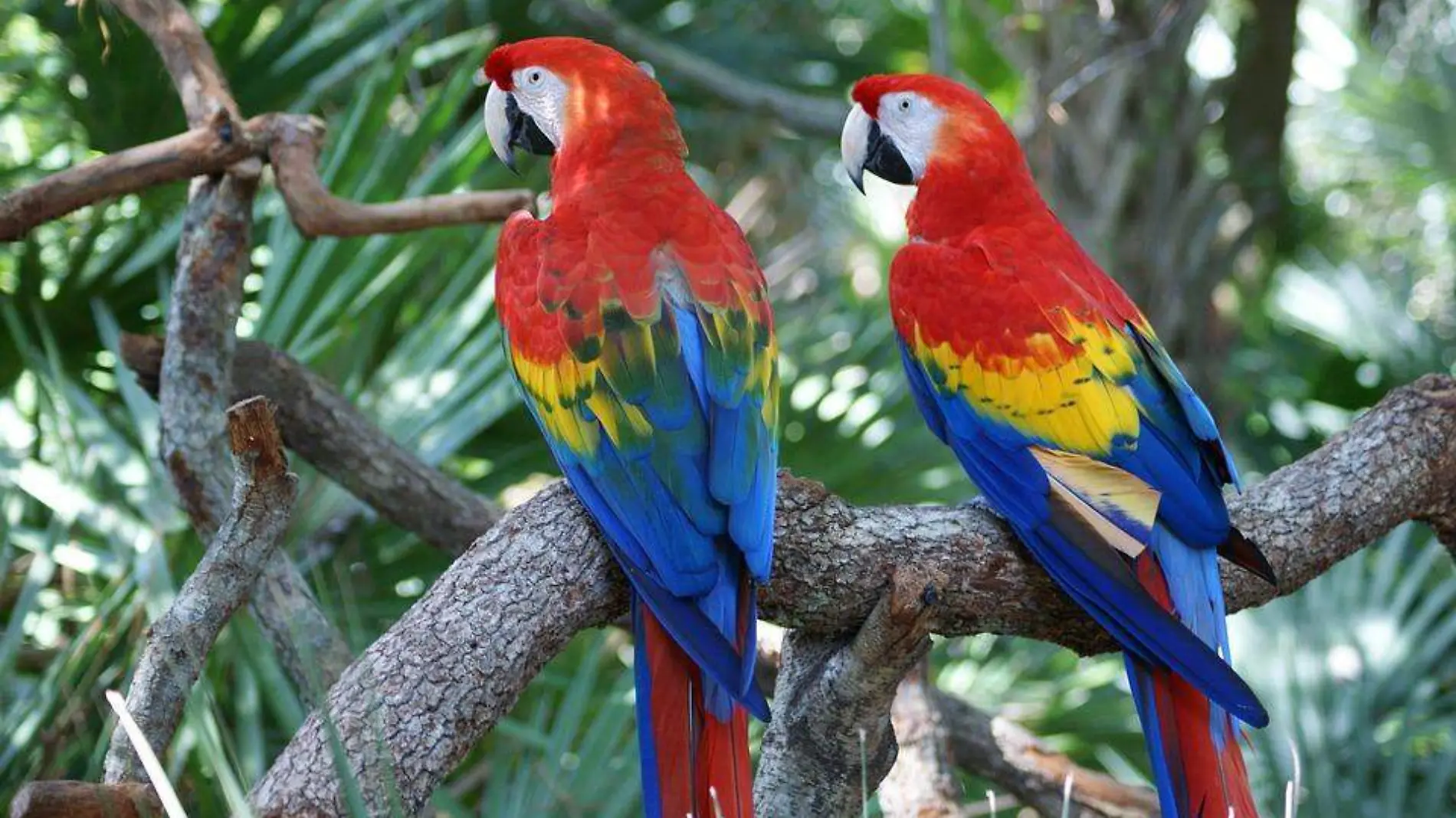 guacamaya